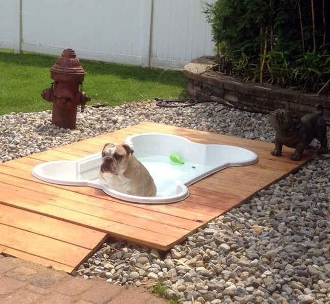 banera-en-forma-de-hueso-para-el-perro