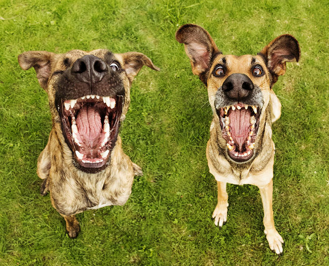 perros-ensenando-dientes