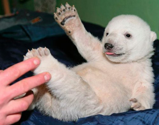 Berlin zoo employee Thomas Doerflein plays with  polar bear cub Knut