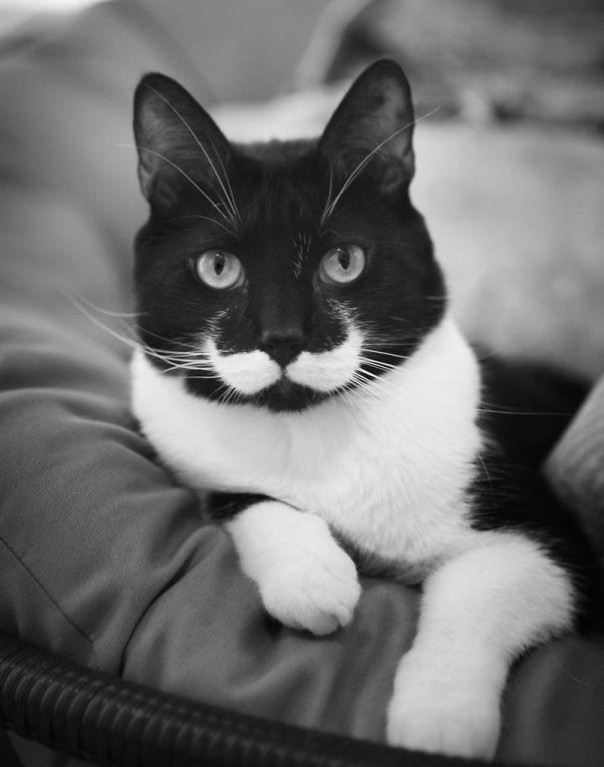 gato-con-bigote