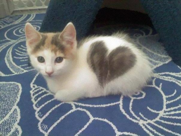 gato-con-dibujo-en-forma-de-corazon