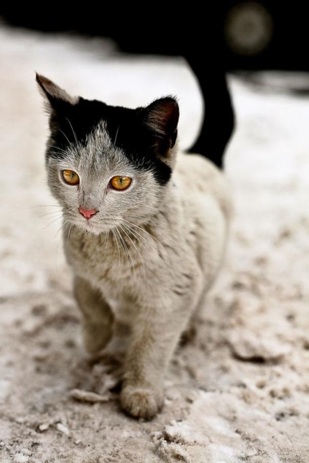 gato-con-peinado-de-abuela