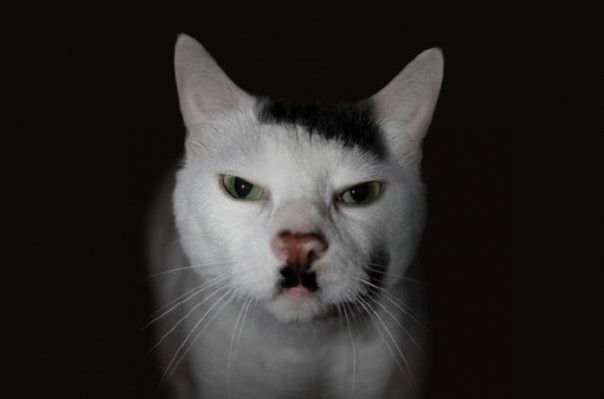 snowball-el-gato-hitler