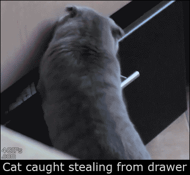 gato-1