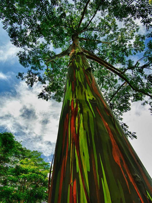 arbol-bello-y-extraño