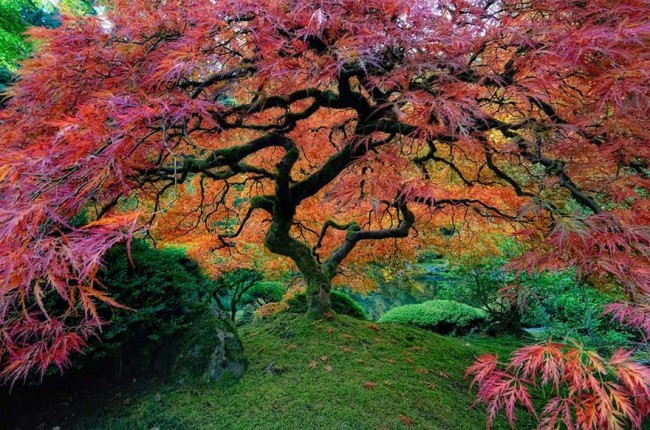 arbol-tenebroso-y-colorido