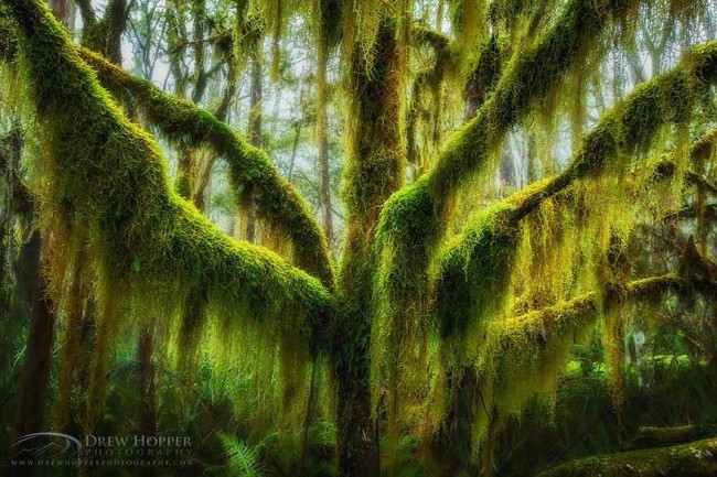 bello-arbol-parece-de-otro-planeta