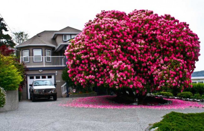 precioso-arbol-flores-rosas